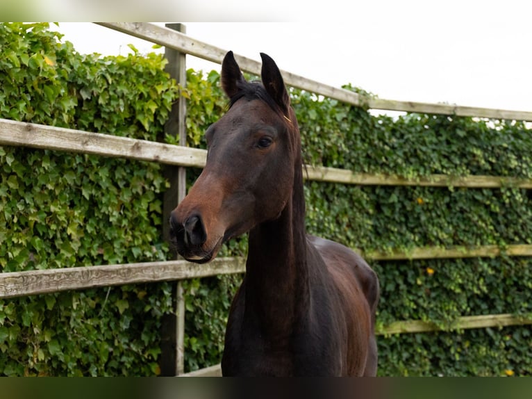 Zangersheide Castrone 4 Anni 165 cm Baio scuro in Waddinxveen Zangersheide Castrone 4 Anni 165 cm Baio scuro in Waddinxveen