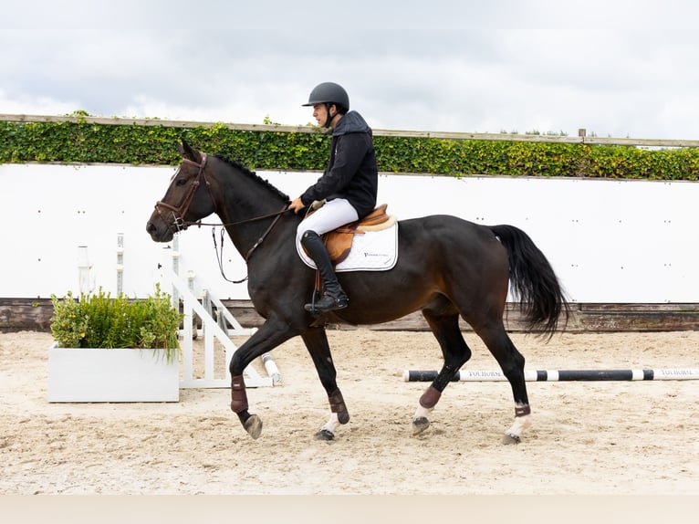 Zangersheide Castrone 4 Anni 165 cm Baio scuro in Waddinxveen Zangersheide Castrone 4 Anni 165 cm Baio scuro in Waddinxveen