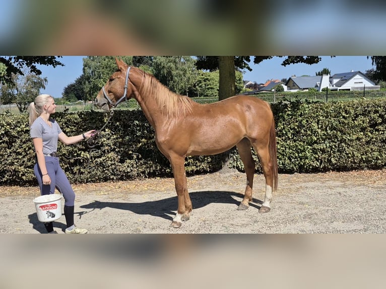 Zangersheide Castrone 4 Anni 165 cm in Neerglabbeek