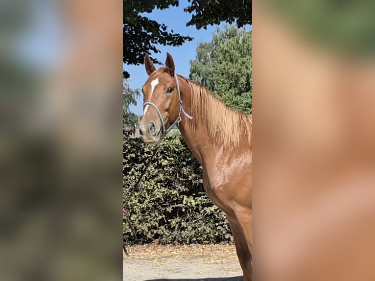 Zangersheide Castrone 4 Anni 165 cm in Neerglabbeek