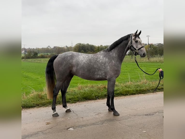 Zangersheide Castrone 4 Anni 165 cm Grigio in Oberstadion