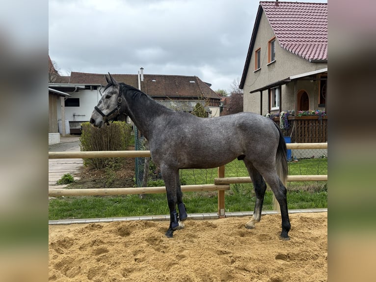 Zangersheide Castrone 4 Anni 165 cm Grigio pezzato in Hopfgarten