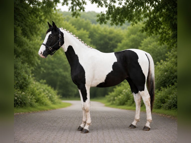 Zangersheide Castrone 4 Anni 165 cm Pezzato in Windhagen