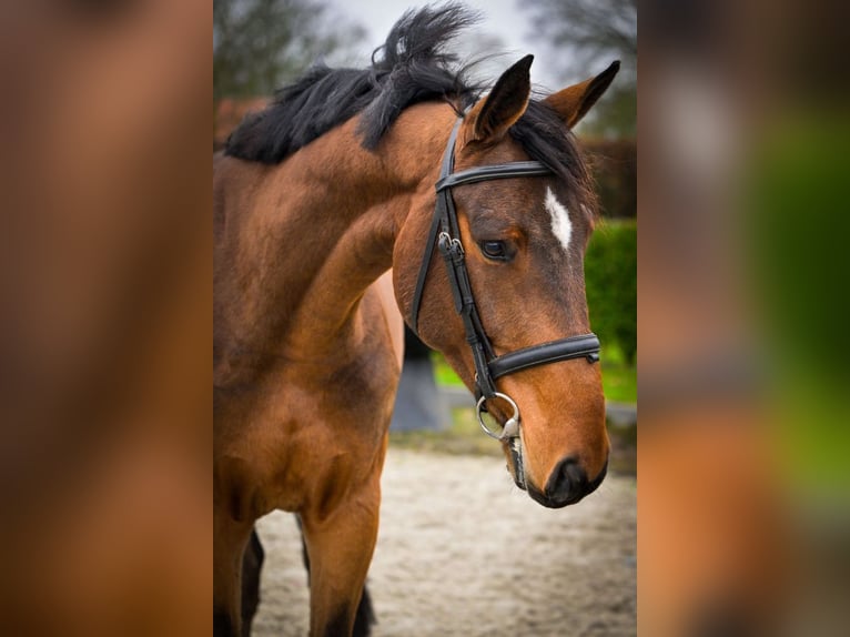 Zangersheide Castrone 4 Anni 166 cm Baio in Bladel