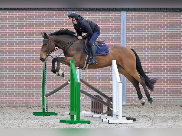 Zangersheide Castrone 4 Anni 166 cm Baio in Bladel