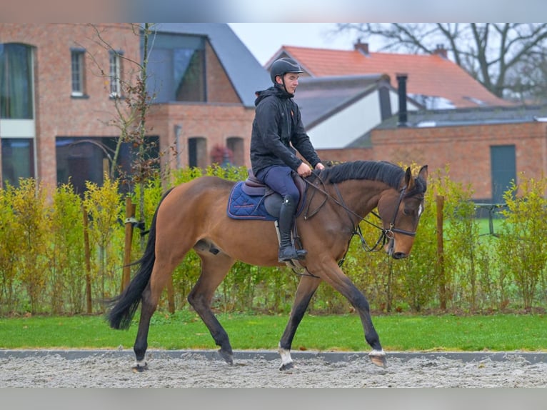 Zangersheide Castrone 4 Anni 166 cm Baio in Bladel