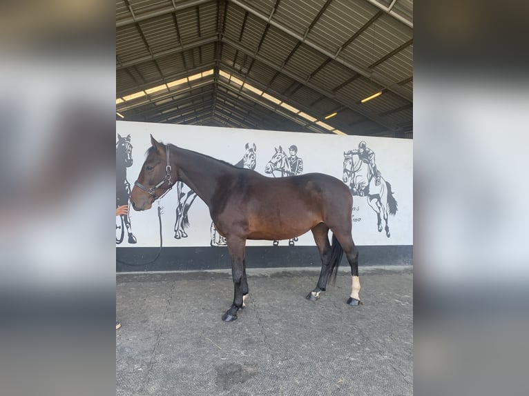 Zangersheide Castrone 4 Anni 166 cm Baio in Chaumes en brie