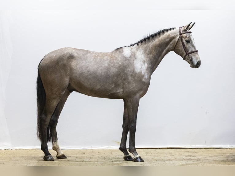 Zangersheide Castrone 4 Anni 166 cm  in Waddinxveen