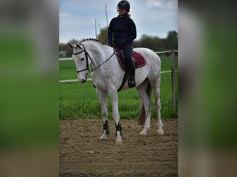 Zangersheide Castrone 4 Anni 166 cm Grigio in Békésszentandrás