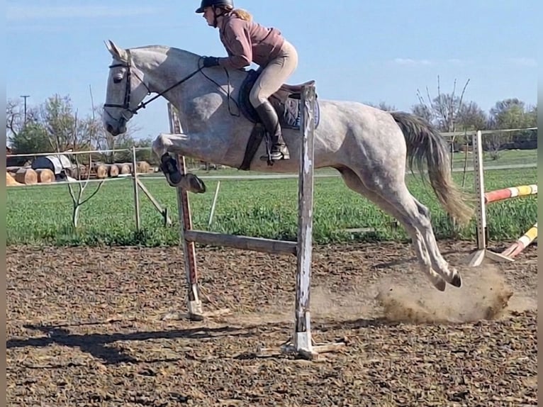 Zangersheide Castrone 4 Anni 166 cm Grigio in Békésszentandrás