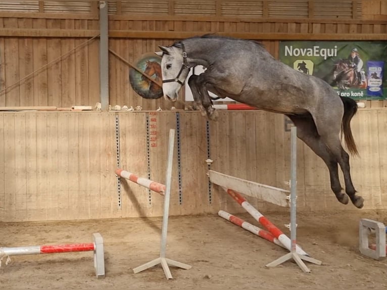 Zangersheide Castrone 4 Anni 166 cm Grigio trotinato in Sulzbach-Rosenberg