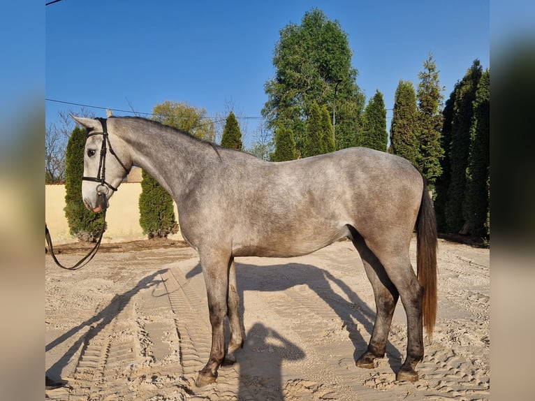 Zangersheide Castrone 4 Anni 166 cm Grigio trotinato in Sulzbach-Rosenberg