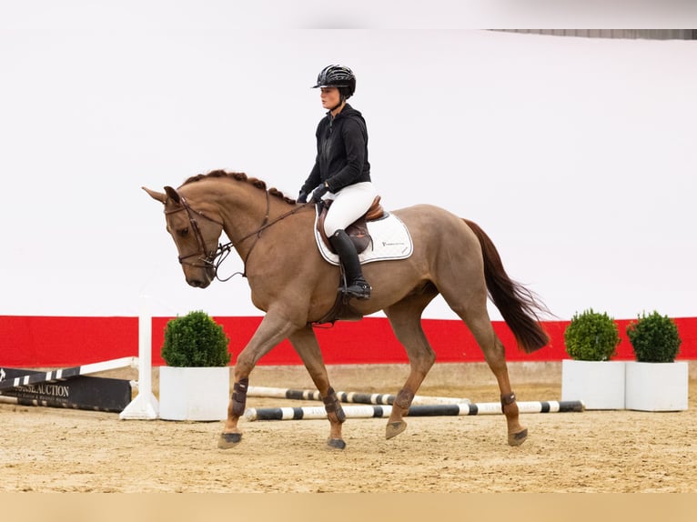 Zangersheide Castrone 4 Anni 166 cm Sauro in Waddinxveen