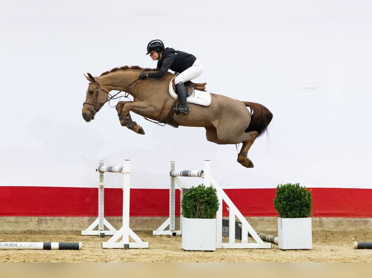 Zangersheide Castrone 4 Anni 166 cm Sauro in Waddinxveen