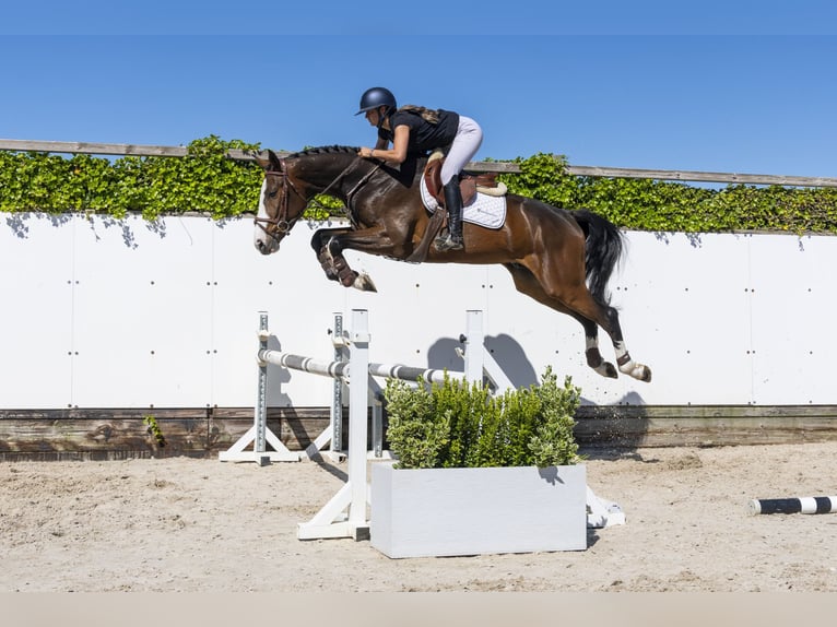 Zangersheide Castrone 4 Anni 167 cm Baio in Waddinxveen