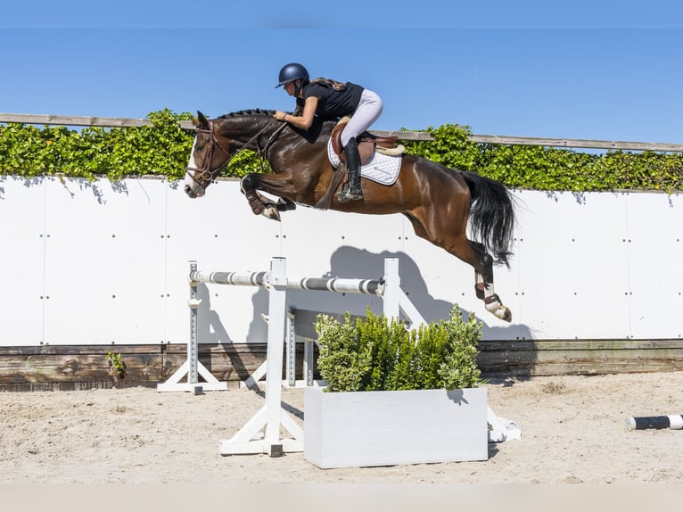 Zangersheide Castrone 4 Anni 167 cm Baio in Waddinxveen