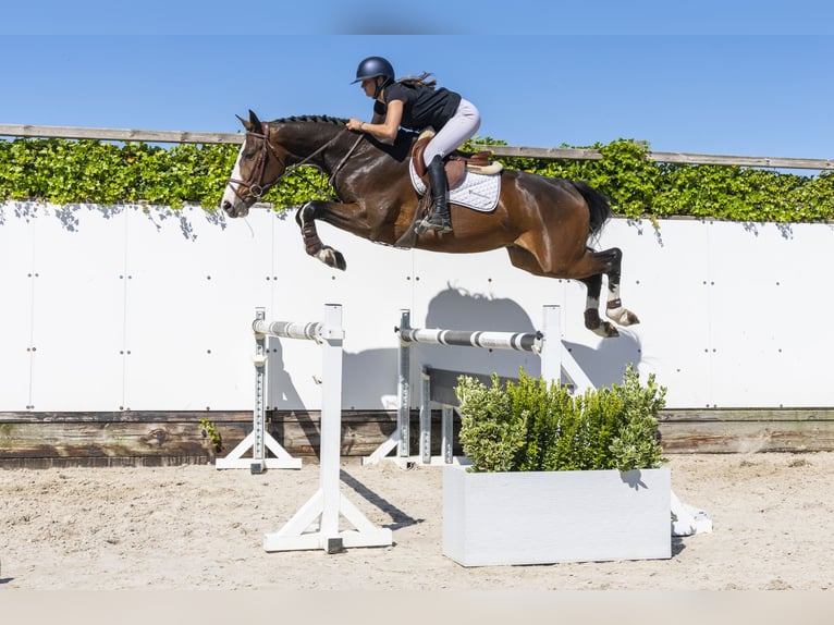 Zangersheide Castrone 4 Anni 167 cm Baio in Waddinxveen