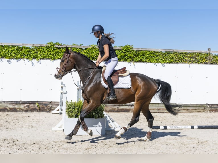 Zangersheide Castrone 4 Anni 167 cm Baio in Waddinxveen