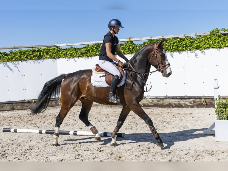 Zangersheide Castrone 4 Anni 167 cm Baio in Waddinxveen