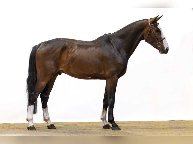 Zangersheide Castrone 4 Anni 167 cm Baio in Waddinxveen