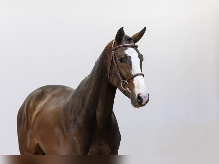 Zangersheide Castrone 4 Anni 167 cm Baio in Waddinxveen