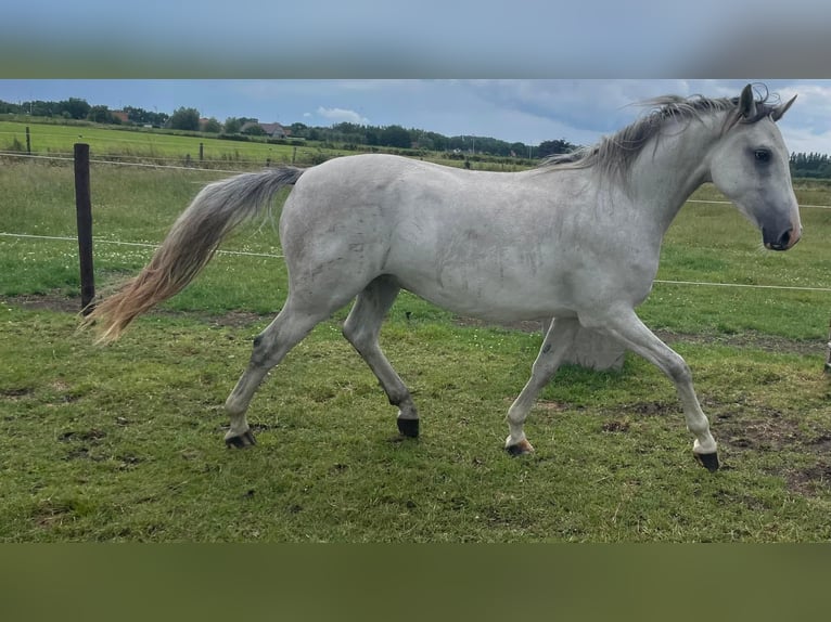 Zangersheide Castrone 4 Anni 167 cm Bianco in Aalter