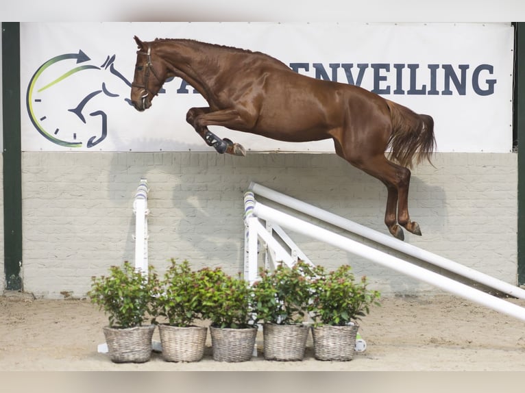 Zangersheide Castrone 4 Anni 167 cm  in Heerde