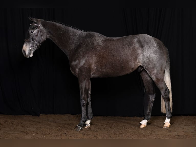 Zangersheide Castrone 4 Anni 167 cm Grigio in Bladel