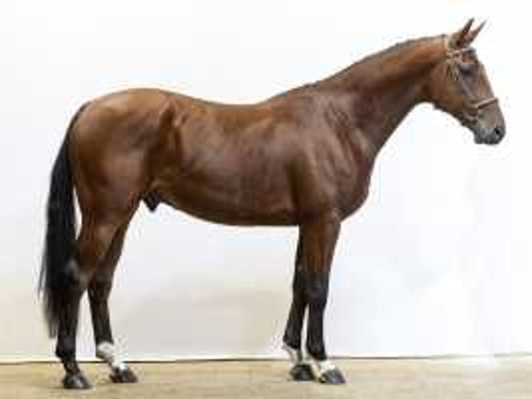 Zangersheide Castrone 4 Anni 168 cm Baio in Waddinxveen