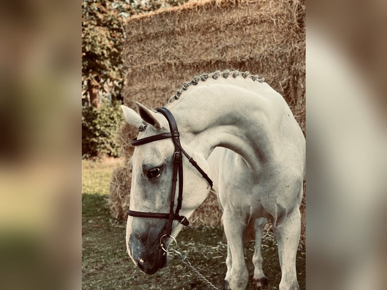 Zangersheide Castrone 4 Anni 168 cm Grigio in GROTE-BROGEL