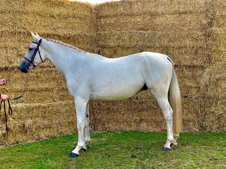 Zangersheide Castrone 4 Anni 168 cm Grigio in GROTE-BROGEL