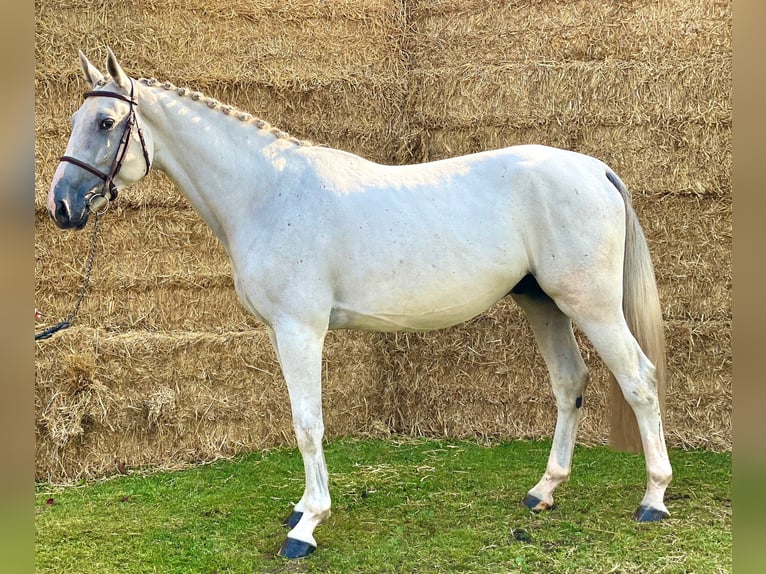 Zangersheide Castrone 4 Anni 168 cm Grigio in GROTE-BROGEL