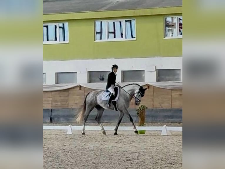 Zangersheide Castrone 4 Anni 168 cm Grigio in Brno