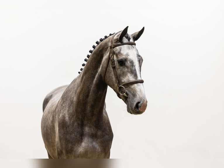 Zangersheide Castrone 4 Anni 168 cm Grigio in Waddinxveen