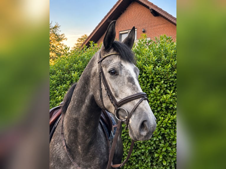 Zangersheide Castrone 4 Anni 168 cm Grigio pezzato in Delbrück