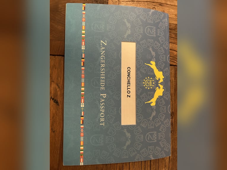Zangersheide Castrone 4 Anni 168 cm Grigio pezzato in Delbrück