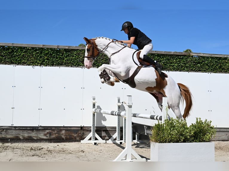 Zangersheide Castrone 4 Anni 168 cm Pezzato in Waddinxveen