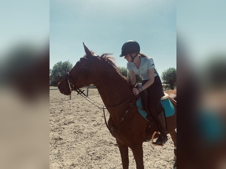 Zangersheide Castrone 4 Anni 168 cm Sauro in Wevelgem