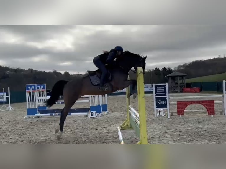 Zangersheide Castrone 4 Anni 169 cm Baio in Lindlar