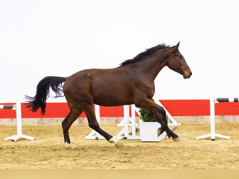Zangersheide Castrone 4 Anni 169 cm Baio in Waddinxveen