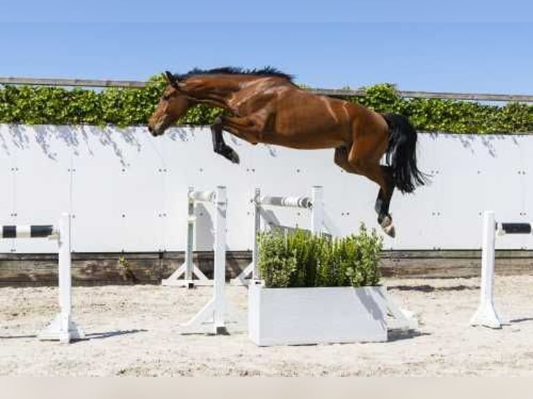 Zangersheide Castrone 4 Anni 169 cm Baio scuro in Waddinxveen