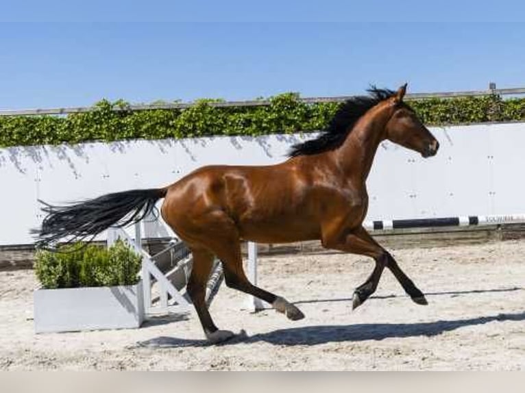 Zangersheide Castrone 4 Anni 169 cm Baio scuro in Waddinxveen