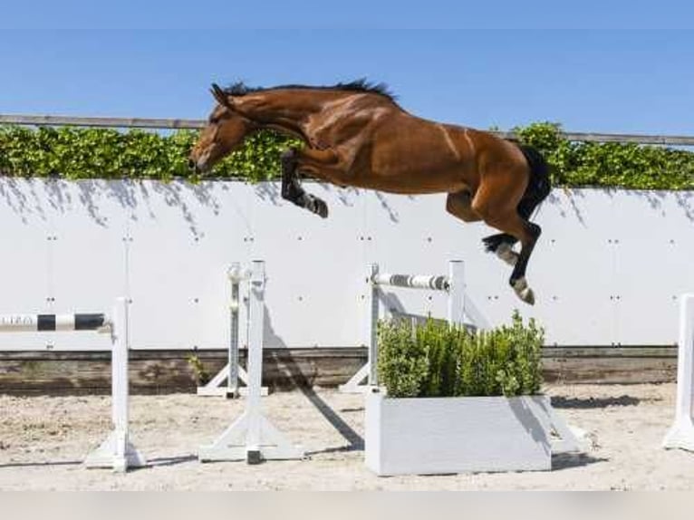 Zangersheide Castrone 4 Anni 169 cm Baio scuro in Waddinxveen