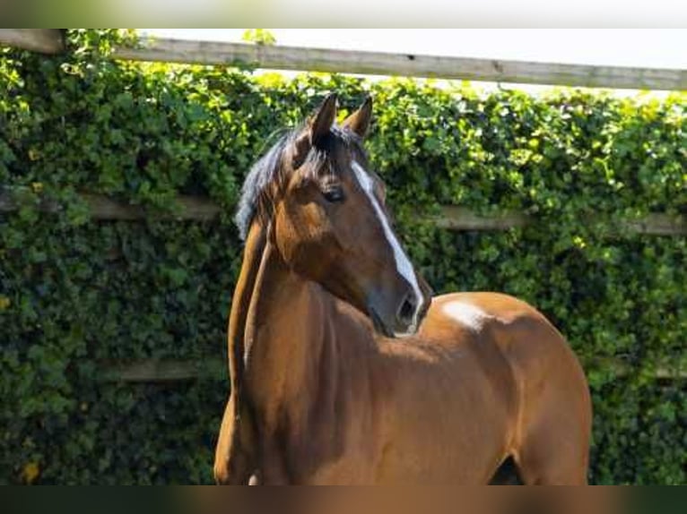 Zangersheide Castrone 4 Anni 169 cm Baio scuro in Waddinxveen