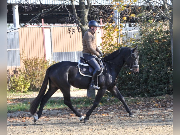 Zangersheide Castrone 4 Anni 169 cm Baio scuro in Schattendorf