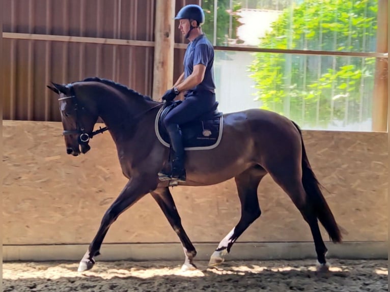 Zangersheide Castrone 4 Anni 169 cm Baio scuro in Schattendorf