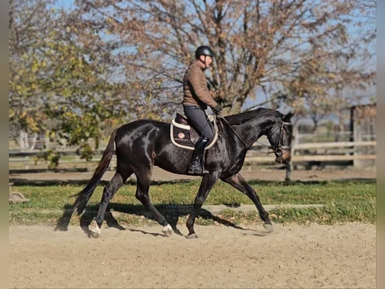 Zangersheide Castrone 4 Anni 169 cm Baio scuro in Schattendorf