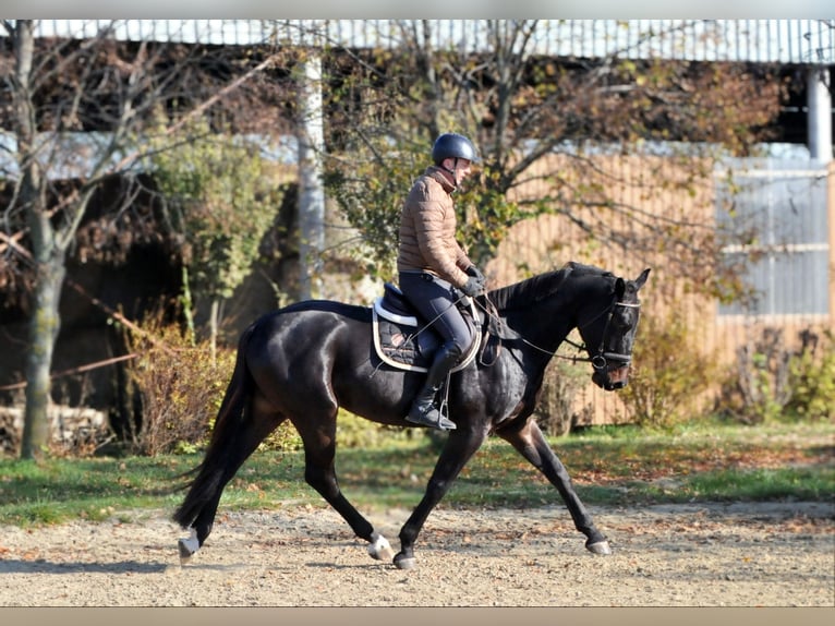 Zangersheide Castrone 4 Anni 169 cm Baio scuro in Schattendorf