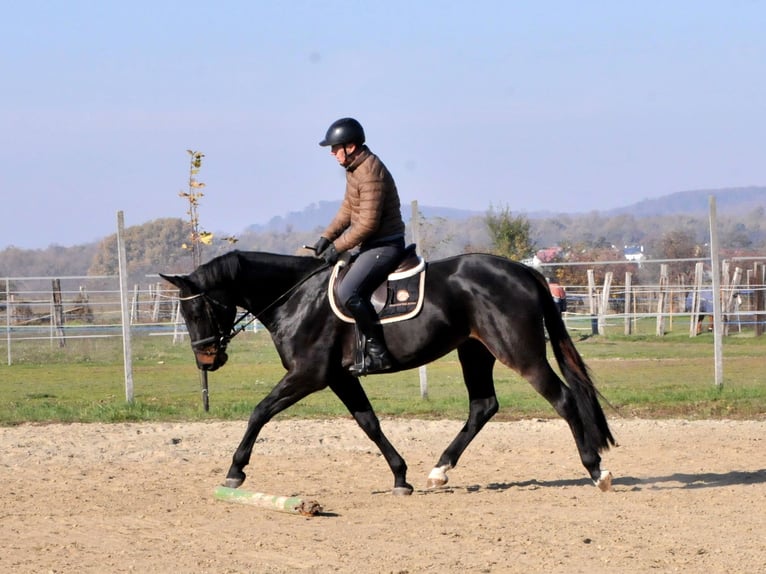 Zangersheide Castrone 4 Anni 169 cm Baio scuro in Schattendorf