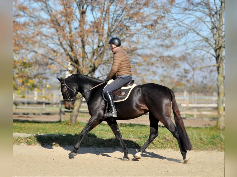 Zangersheide Castrone 4 Anni 169 cm Baio scuro in Schattendorf